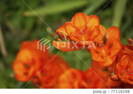 オレンジ色のトリトニアの花 77116298