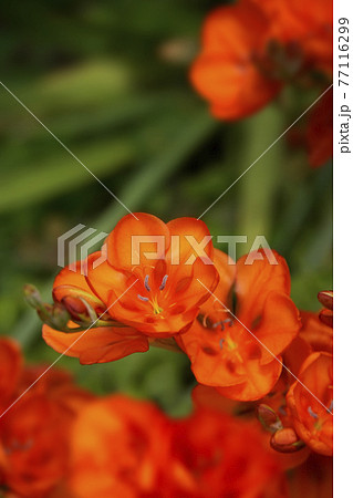 オレンジ色のトリトニアの花 オレンジ色のトリトニアの花 77116299