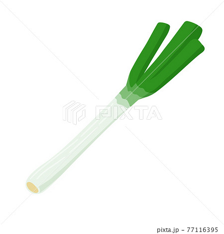 長ネギ野菜 77116395