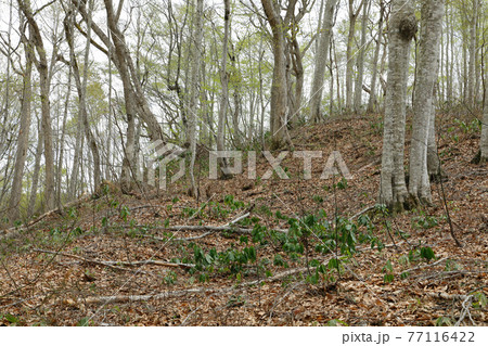 芽吹き始めたブナの森、林床には常緑のエゾユズリハ 福島県只見町 芽吹き始めたブナの森、林床には常緑のエゾユズリハ 福島県只見町 77116422
