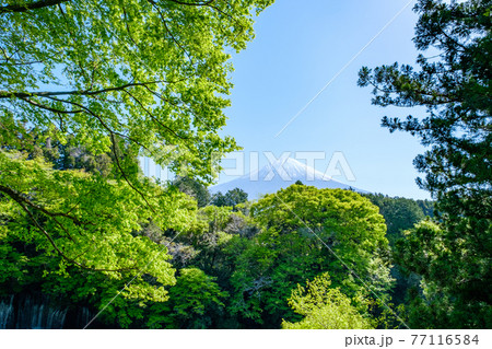 新緑と富士山 新緑と富士山 77116584