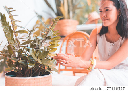 Beautiful asian women take car her plant,Clean the leaves of houseplants,Plant Grooming Beautiful asian women take car her plant,Clean the leaves of houseplants,Plant Grooming 77116597