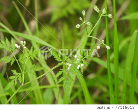 ヤブジラミ(野草) ヤブジラミ(野草) 77116615