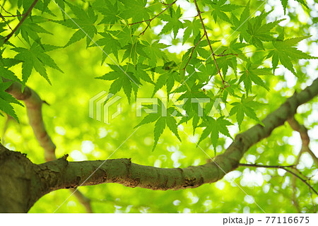 もみじの新緑【風景・自然素材】 77116675