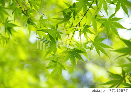 もみじの新緑【風景・自然素材】 77116677