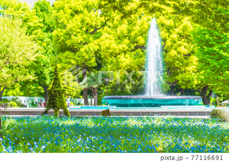 日本の春 東京千代田区 日比谷公園のネモフィラ花壇 77116691