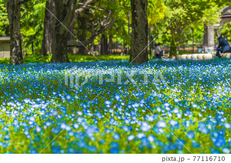 日本の春 東京千代田区 日比谷公園のネモフィラ花壇 日本の春 東京千代田区 日比谷公園のネモフィラ花壇 77116710