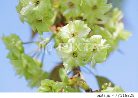 青空に映える満開の八重桜（御衣黄） 77116829