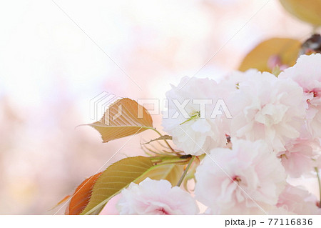 満開の八重桜（普賢象）　クローズアップ撮影 77116836