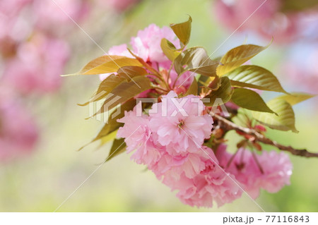 満開の八重桜（関山）　クローズアップ撮影 77116843