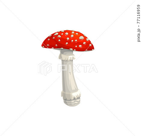 Mushroom fly agaric vector icon, cartoon amanita 77116959