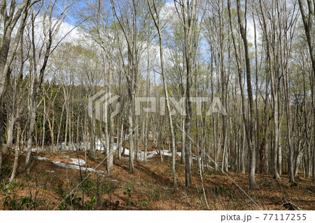 芽吹き始めたブナの森　福島県只見町 77117255