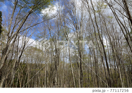 芽吹き始めたブナの森　福島県只見町 77117256