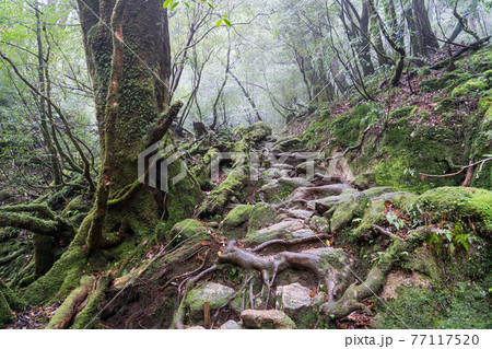 屋久島　白谷雲水峡の太鼓岩往復コース 77117520