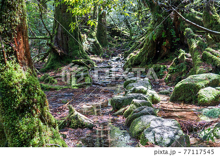 屋久島　白谷雲水峡の太鼓岩往復コース 77117545