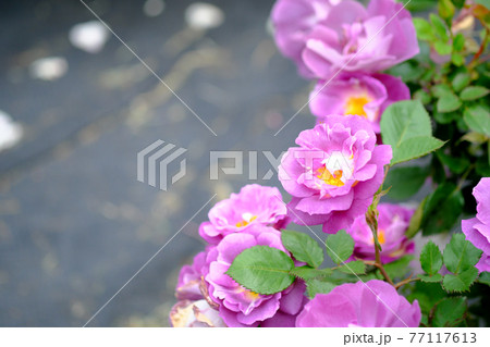 マリー ルイーズの美しい紫色の薔薇 77117613