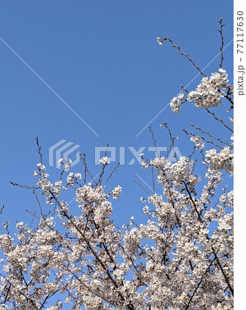 天に向かって咲き誇る桜たち 77117630