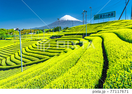《静岡県》富士山と茶畑の風景 77117671