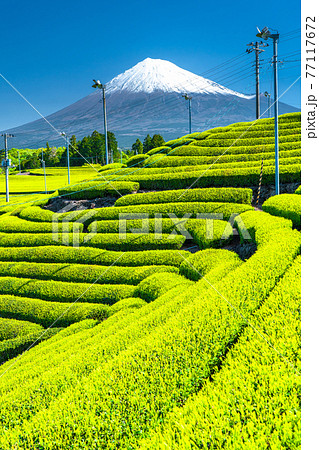 《静岡県》富士山と茶畑の風景 《静岡県》富士山と茶畑の風景 77117672
