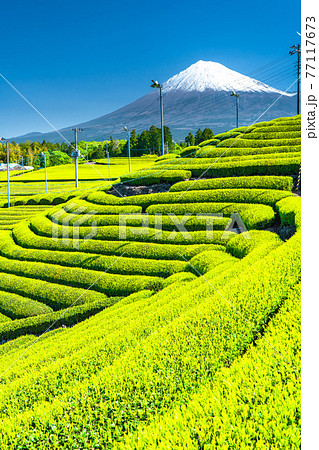 《静岡県》富士山と茶畑の風景 《静岡県》富士山と茶畑の風景 77117673