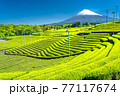《静岡県》富士山と茶畑の風景 77117674