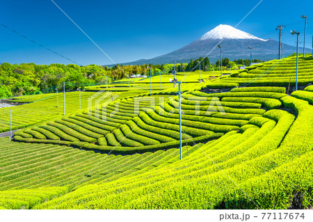 《静岡県》富士山と茶畑の風景 《静岡県》富士山と茶畑の風景 77117674