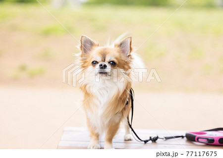 犬 ペット 散歩中のチワワの写真素材