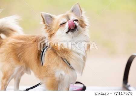犬 ペット 散歩中のチワワ 犬 ペット 散歩中のチワワ 77117679