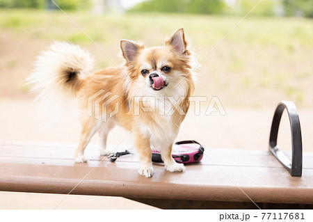 犬 ペット 散歩中のチワワの写真素材