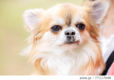 犬 ペット 散歩中のチワワ 犬 ペット 散歩中のチワワ 77117686