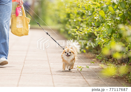 犬 ペット 散歩中のチワワ 犬 ペット 散歩中のチワワ 77117687