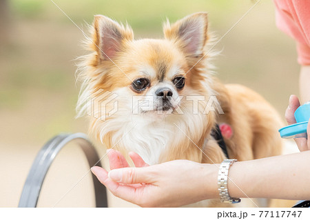 犬 ペット 散歩中におやつをもらうチワワの写真素材