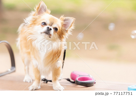 犬　ペット　散歩中のチワワ 77117751