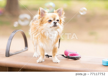 犬 ペット 散歩中のチワワの写真素材