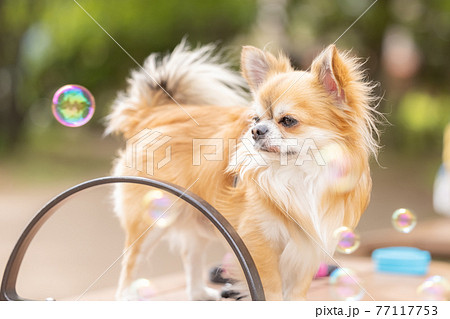 犬　ペット　散歩中のチワワ 77117753