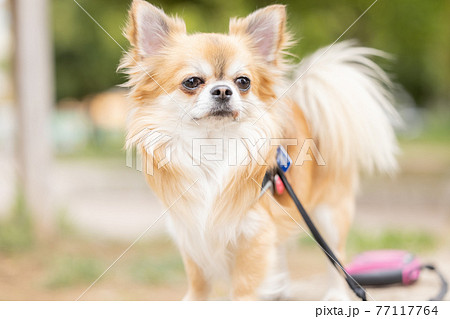 犬 ペット 散歩中のチワワの写真素材