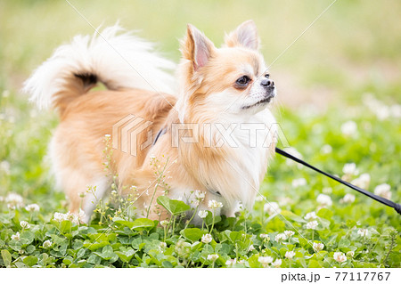 犬 ペット 散歩中のチワワの写真素材