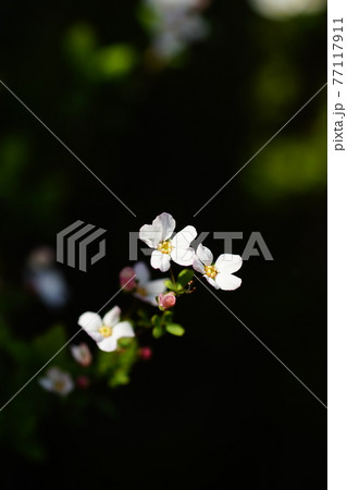 桃色雪柳 77117911