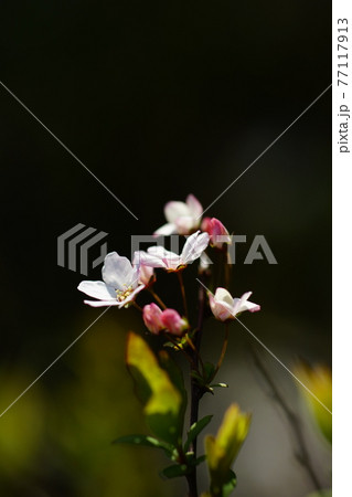 桃色雪柳 77117913