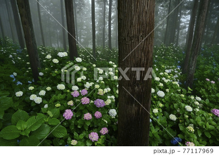 皆野町金沢地区浦山 霧のあじさい山 皆野町金沢地区浦山 霧のあじさい山 77117969
