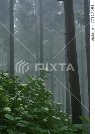 皆野町金沢地区浦山 霧のあじさい山 皆野町金沢地区浦山 霧のあじさい山 77117991