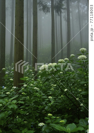 皆野町金沢地区浦山 霧のあじさい山 皆野町金沢地区浦山 霧のあじさい山 77118003