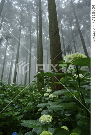 皆野町金沢地区浦山 霧のあじさい山 皆野町金沢地区浦山 霧のあじさい山 77118004