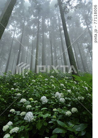 皆野町金沢地区浦山　霧のあじさい山 77118006