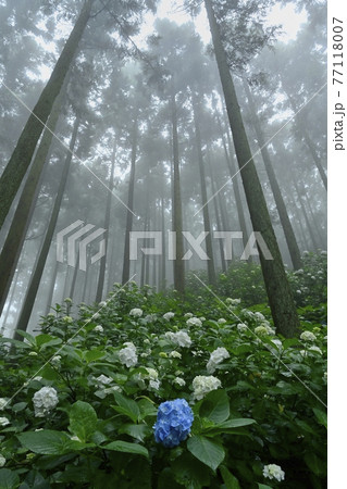 皆野町金沢地区浦山 霧のあじさい山 皆野町金沢地区浦山 霧のあじさい山 77118007