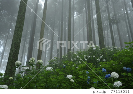 皆野町金沢地区浦山 霧のあじさい山 皆野町金沢地区浦山 霧のあじさい山 77118011
