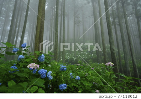 皆野町金沢地区浦山　霧のあじさい山 77118012