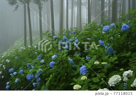 皆野町金沢地区浦山 霧のあじさい山 皆野町金沢地区浦山 霧のあじさい山 77118015