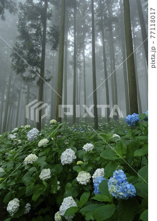 皆野町金沢地区浦山 霧のあじさい山 皆野町金沢地区浦山 霧のあじさい山 77118017