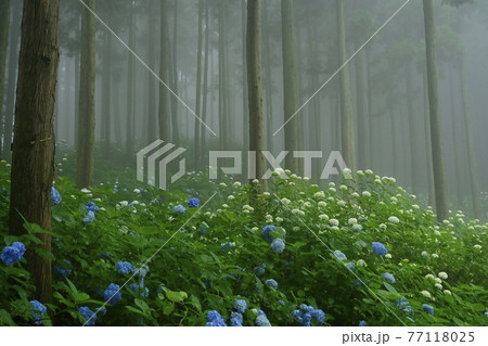 皆野町金沢地区浦山　霧のあじさい山 77118025